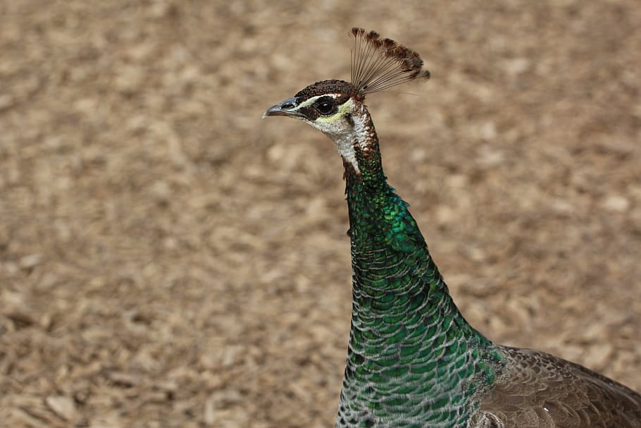 peacock, female, bird, animal themes, animal, animal wildlife, one animal, vertebrate, animals in the wild, nature