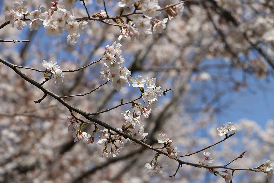 japan, cherry blossoms, flowers, spring, natural, flowering, plant, tree, blooms in the spring, ibaraki prefecture