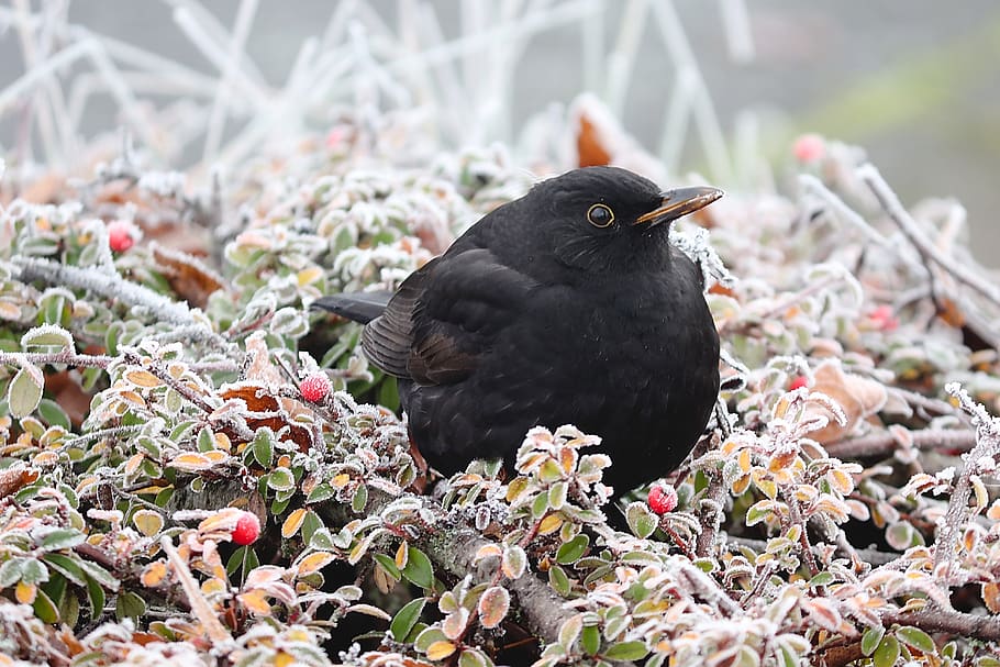 blackbird, bird, winter, hoarfrost, cold frozen, aufplustern, fluffed up, hedge, branches, black