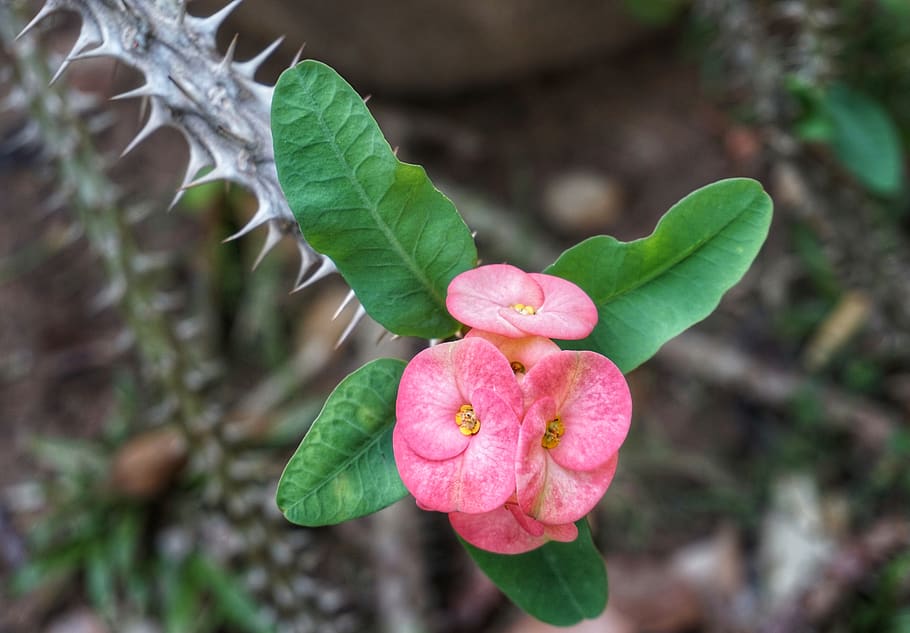 euphorbia milii, crown of thorns, plant, red, rose, cactus, tropical, nature, flora, flower