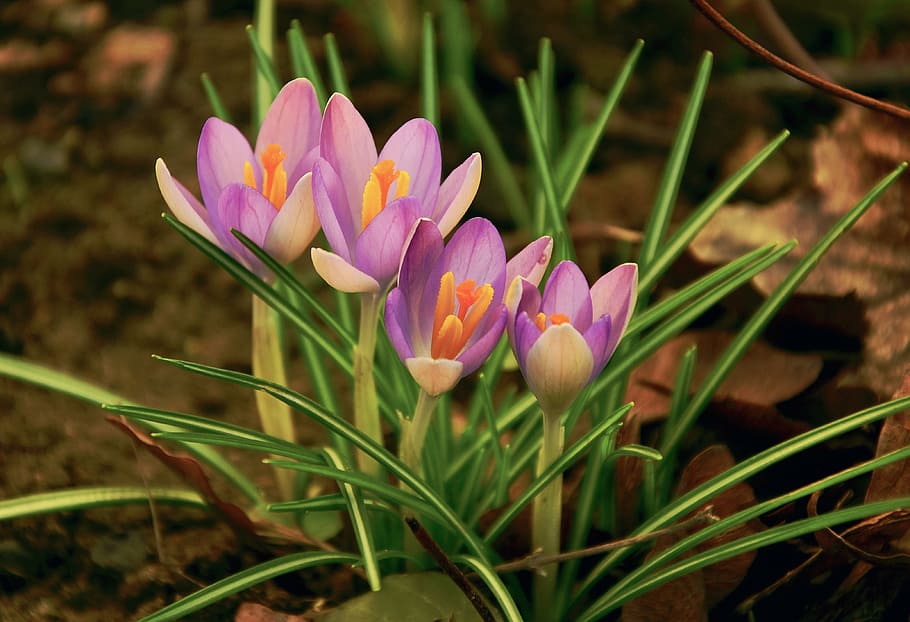 four purple flowers, crocus, spring, spring flower, purple, bloom, harbinger of spring, garden, flower, flowering plant
