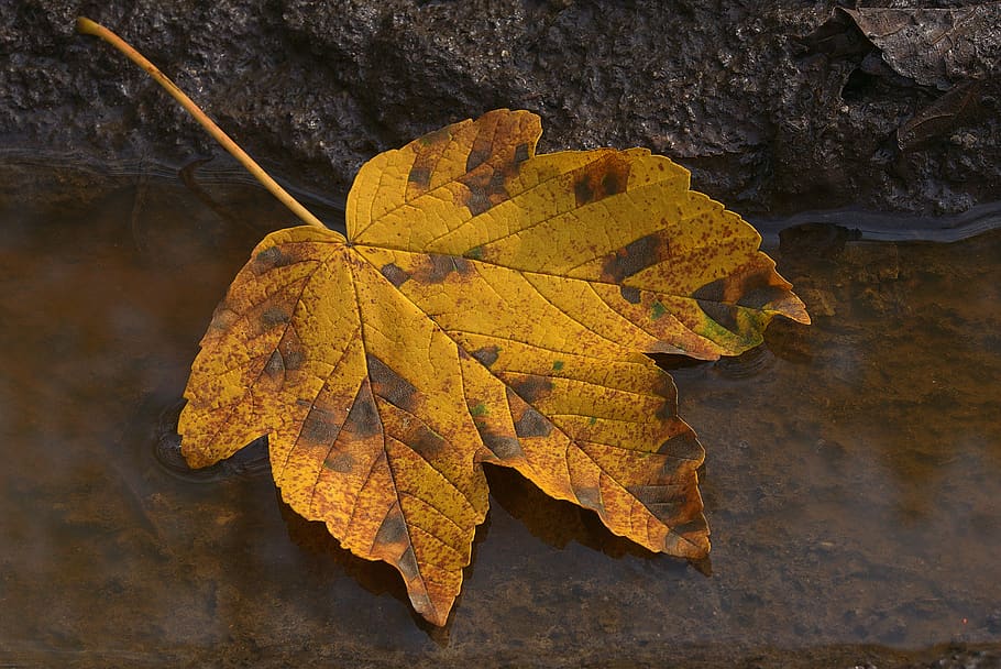 maple leaf, autumn, puddle, wet, morgentau, dewdrop, leaf coloring, autumn leaf, leaf, mood