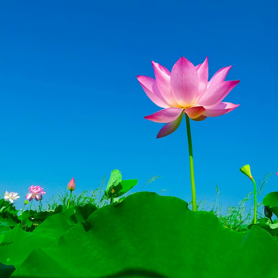 ilustración de flor rosa, loto, hoja de loto, floración, naturaleza, lirio de agua, loto Nenúfar, planta, color rosa, estanque