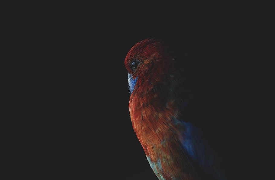 bird, crimson rosella, australia, feather, parrot, red, blue, pet, one animal, animal themes
