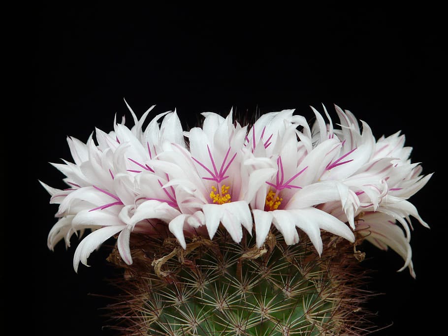 close-up photo, white-and-pink petaled flowers, Cactus, White, Flowers, Bloom, mammillaria albicans, mammillaria, cactus greenhouse, cactaceae' whitish