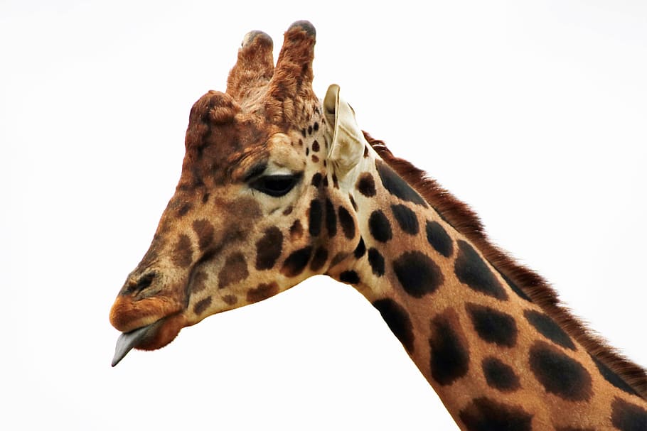 Giraffe, Mammal, Animal, long neck, africa, nature, wildlife, wilderness, savanna, safari