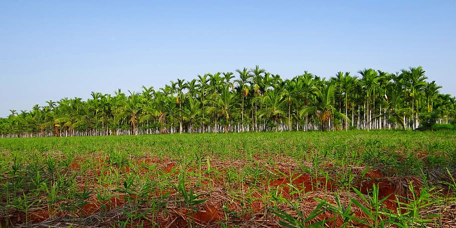 plantación, nuez de areca, palma de areca, areca catechu, nuez de betel, shimoga, karnataka, india, naturaleza, agricultura