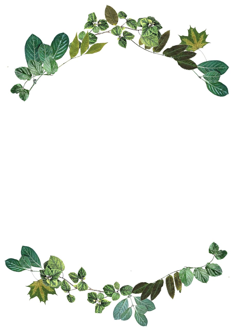 leaves, border, nature, frame, design, foliage, color, green, natural, leaf