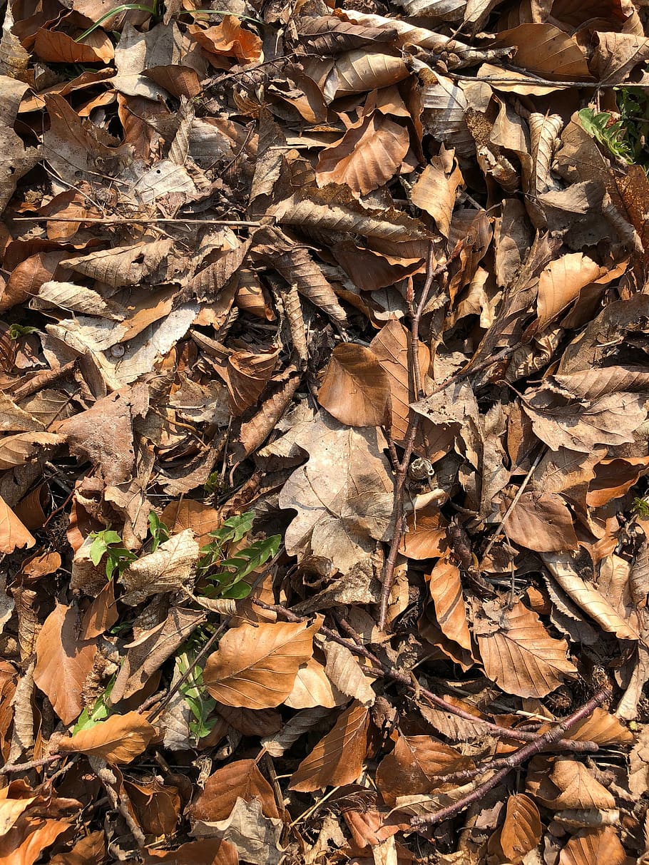 leaf, nature, dry, wood, fall, flora, outdoors, ground, compost, texture
