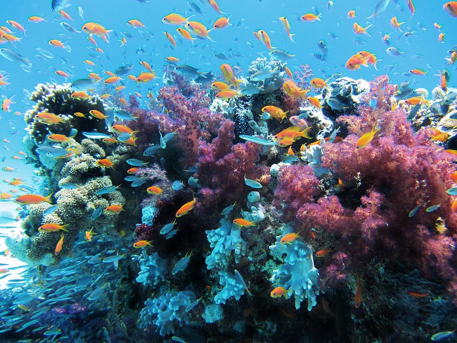 sekolah ikan, bawah air, laut, ikan, karang, alam, hewan, multi-warna, biru, satwa liar