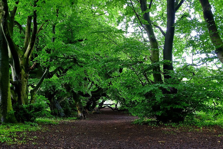 Book, Beech Wood, Avenue, Nature, Trail, nature, trail, recovery, savage, silent, migratory path