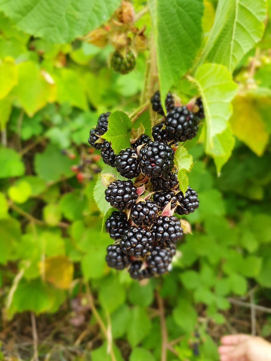 Blackberry, alam, pemandangan, daun, pohon, makan sehat, buah, makanan, kesegaran, makanan dan minuman