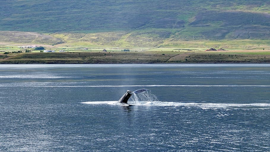 baleia, a baleia-jubarte, baleias-jubarte, mamífero, Islândia, o fiorde, turismo, viagem, cauda, ​​azul