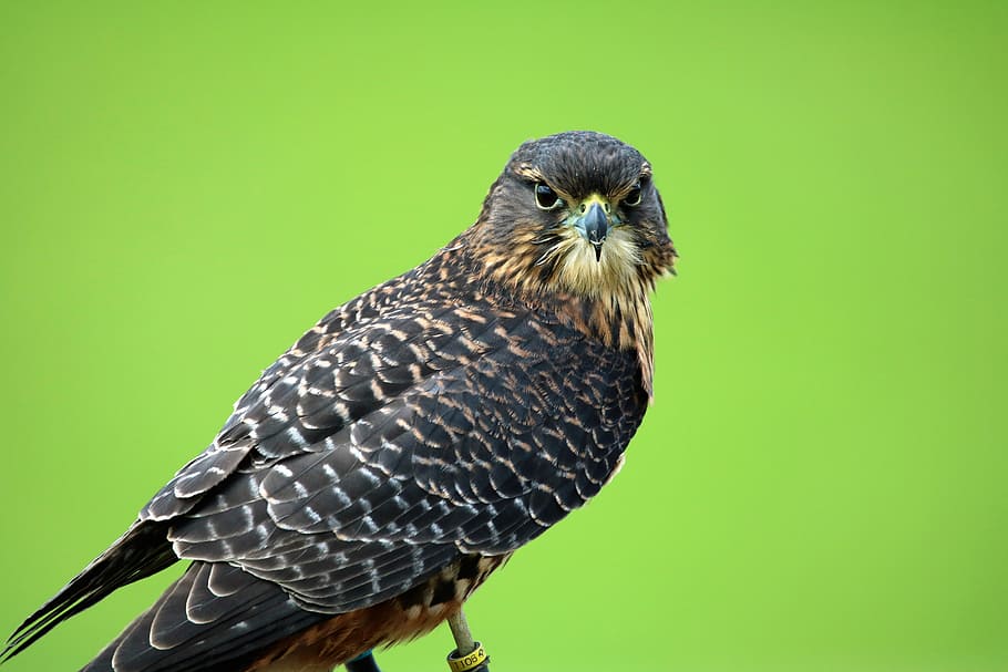 new zealand falcon, bird of prey, hawk, bird, beak, falcon, falconry, nature, prey, wild