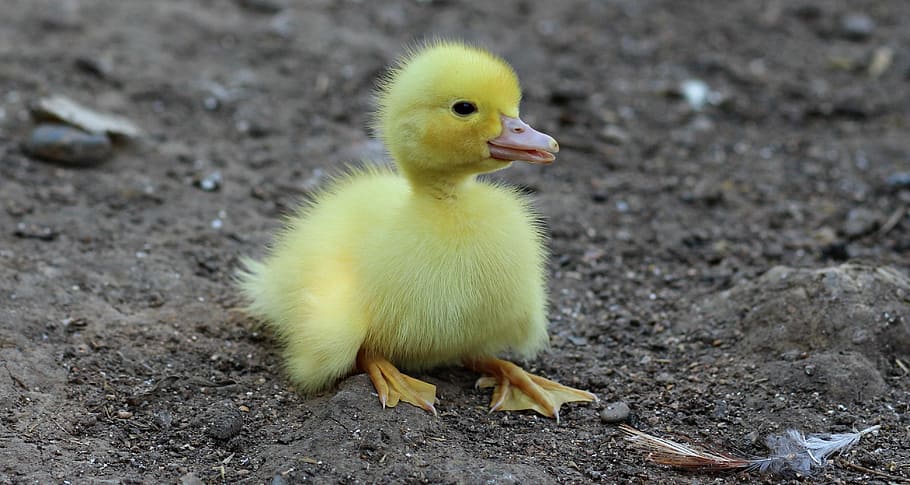 yellow duckling, duckling, birds, yellow, fluffy, chicken, small, cute, nature, animal