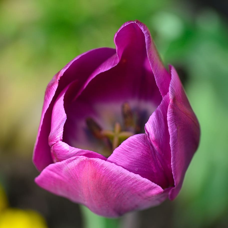 selective, focus photography, purple, petal flower, tulip, flower, flowers, garden, flowering plant, plant