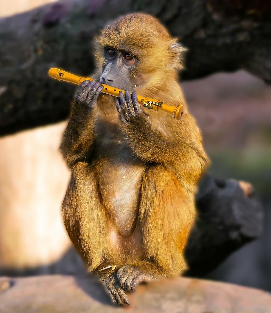 brown, monkey, holding, flute, animal, baboon, musician, barbary ape, music, image overlay