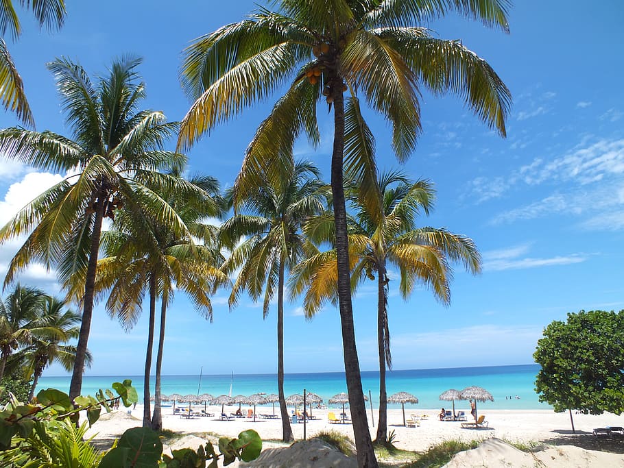 palm trees, beach, sand, sea, varadero, palm tree, tropical climate, water, sky, tree