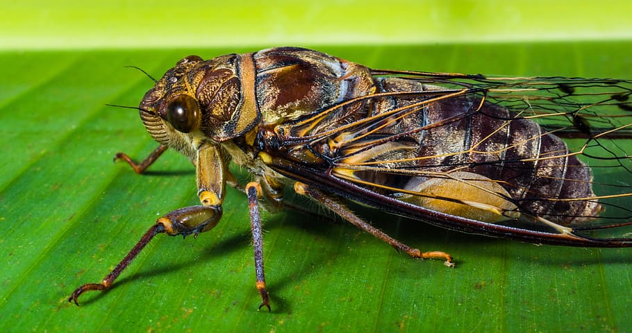 brown, black, cicada close-up photo, insect, new insect, whopper, close, animal themes, animal, invertebrate