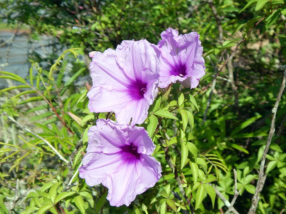 flower, são lourenço do sul, rio grande do sul, flowering plant, plant, beauty in nature, freshness, fragility, petal, vulnerability