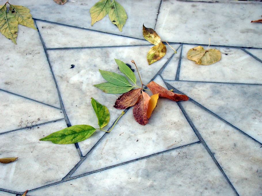 leaves, autumn, pavement, marble slabs, pattern, leaf, plant part, high angle view, nature, plant