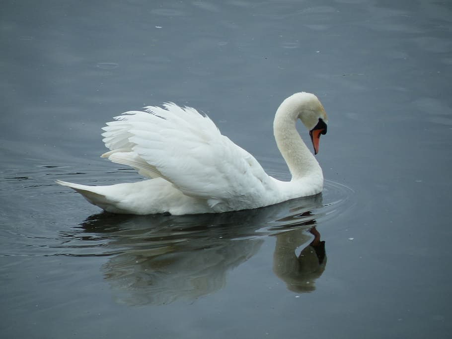 Swan, Bird, White, Feathers, Regal, white, feathers, majestic, tranquil, peaceful, graceful