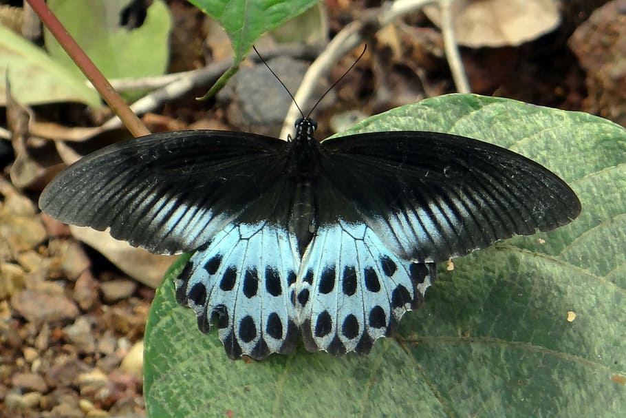 blue mormon, papilio polymnestor, large, swallowtail butterfly, south india, castle rock, western ghats, india, one animal, animal themes