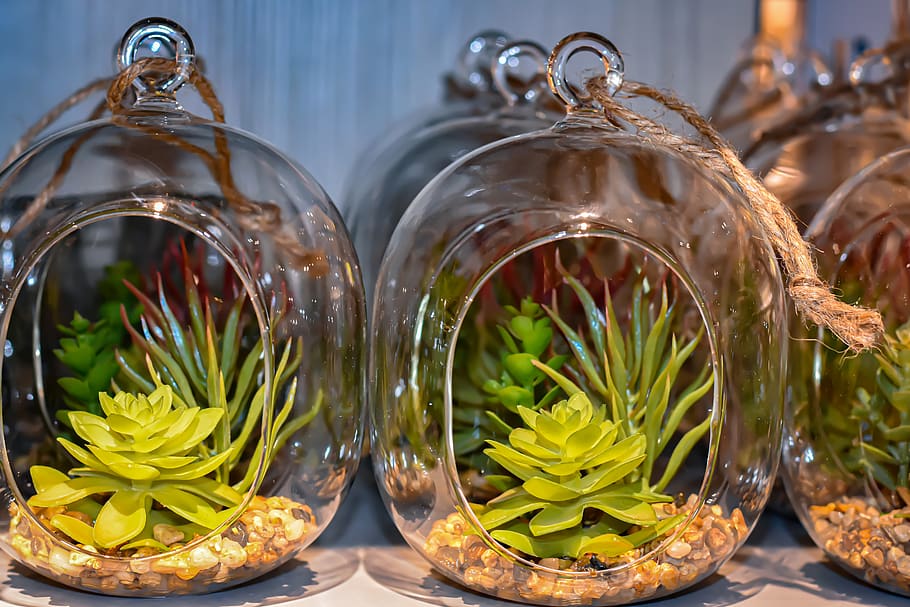 glass, plant, artificial plants, decoration, decorative, transparent, container, glass - material, food, food and drink