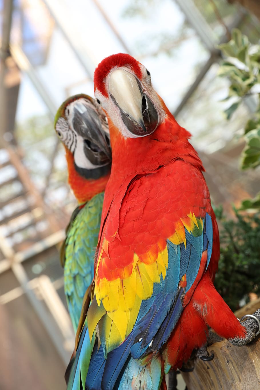 Большой цветной попугай. Попугай ара. Попугай Какаду цветной. Попугай ара красный. Попугай ара в Тайланде.