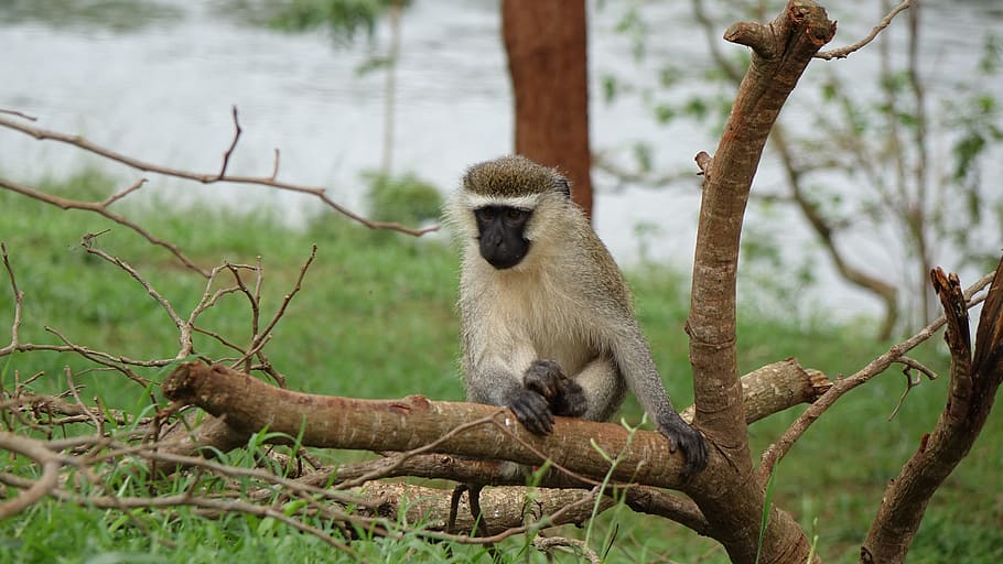 小さな木の猿, ナイル川の源, ビクトリア湖, ジンジャ, ウガンダ, 動物の野生動物, 野生の動物, 木, 霊長類, 哺乳動物
