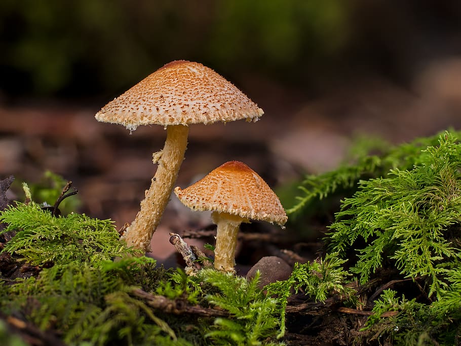 mushroom, moss, small mushroom, autumn, forest, mushrooms, forest mushrooms, mini mushroom, sponge, fungus