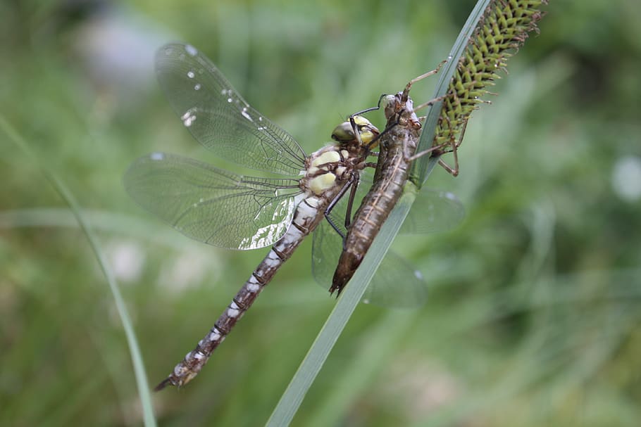 dragonfly, insect, dragonflies, hawker, aeshna, close up, flight insect, pond, garden pond, hatch