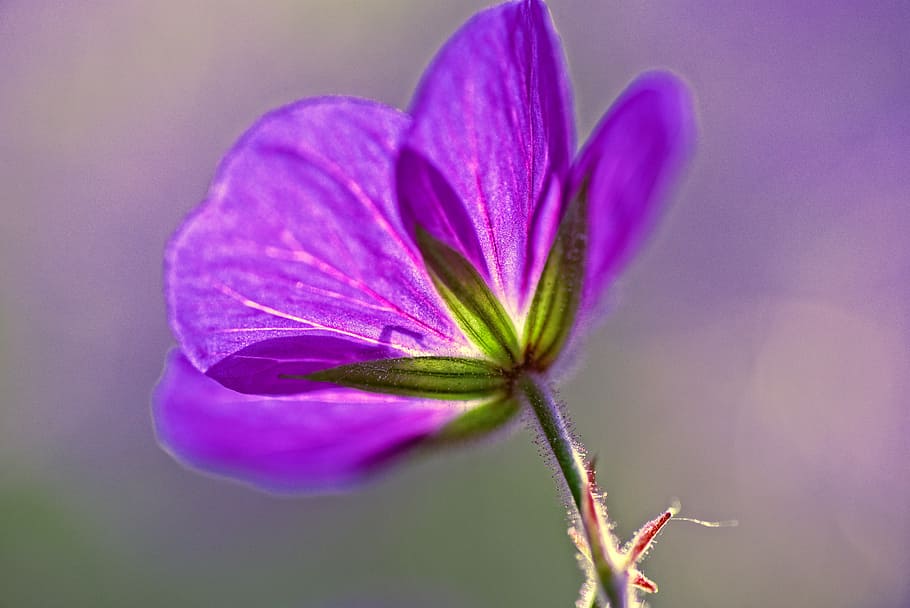 ungu, bunga geranium, fotografi jarak dekat, cranesbill, geranium, geranium sylvaticum, cranesbill kayu, geranium hutan, bunga, tanaman