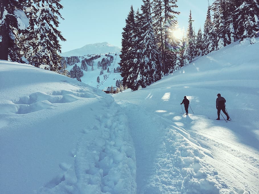 ski, xcountry ski, nature, season, winter, xcountry, snow, sport, activity, cross-country