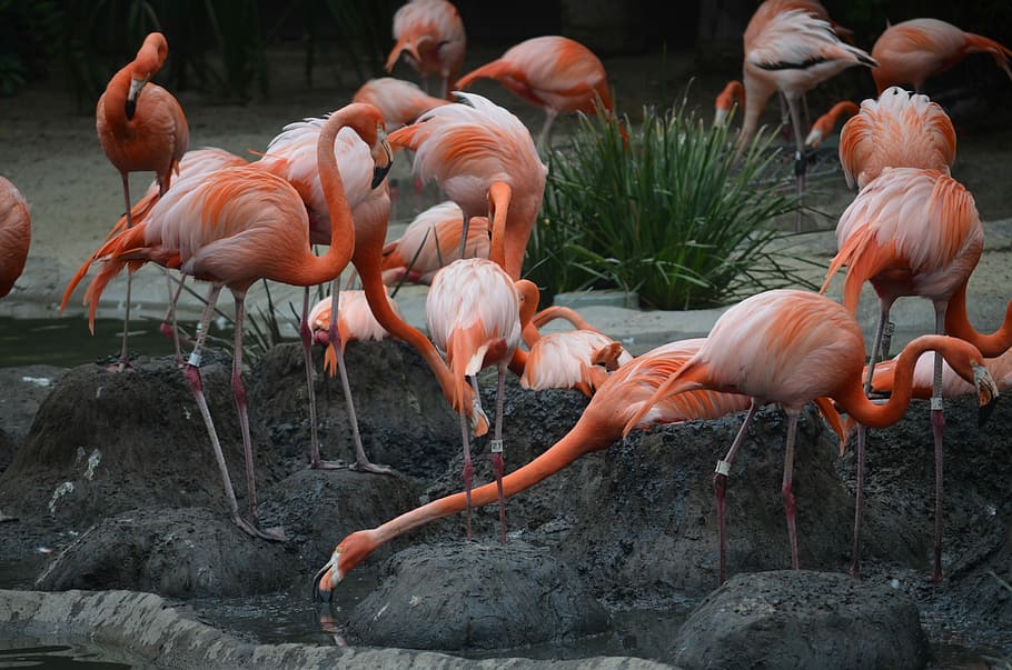 bando de flamingos, zoológico de san diego, flamingos, rosa, exótico, pássaro, califórnia, americana, natureza, jardim zoológico