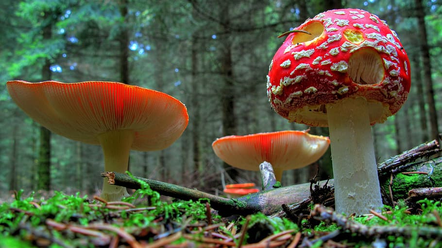 low-angle photography, red, mushrooms, forest, daytme, fly agaric, mushroom, nature, red fly agaric mushroom, outdoors