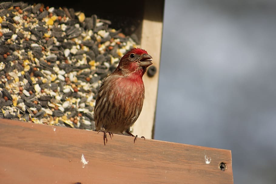 bird, nature, outdoors, male, male house finch, animal, wildlife, wild, natural, animal themes