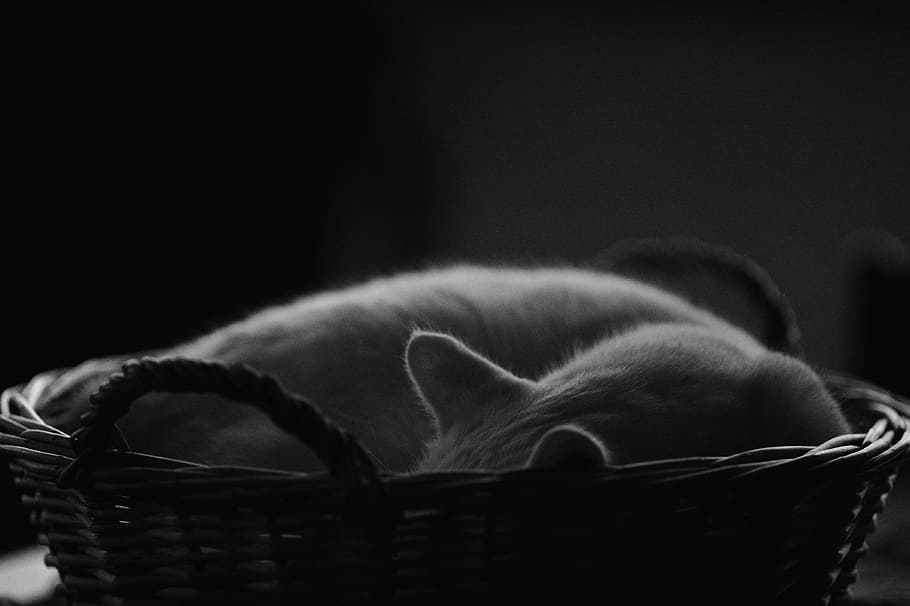 short-haired cat, Cats, Basket, Sleeping, Rest, White Cat, cats-basket, pets, sleep, sleeping cat