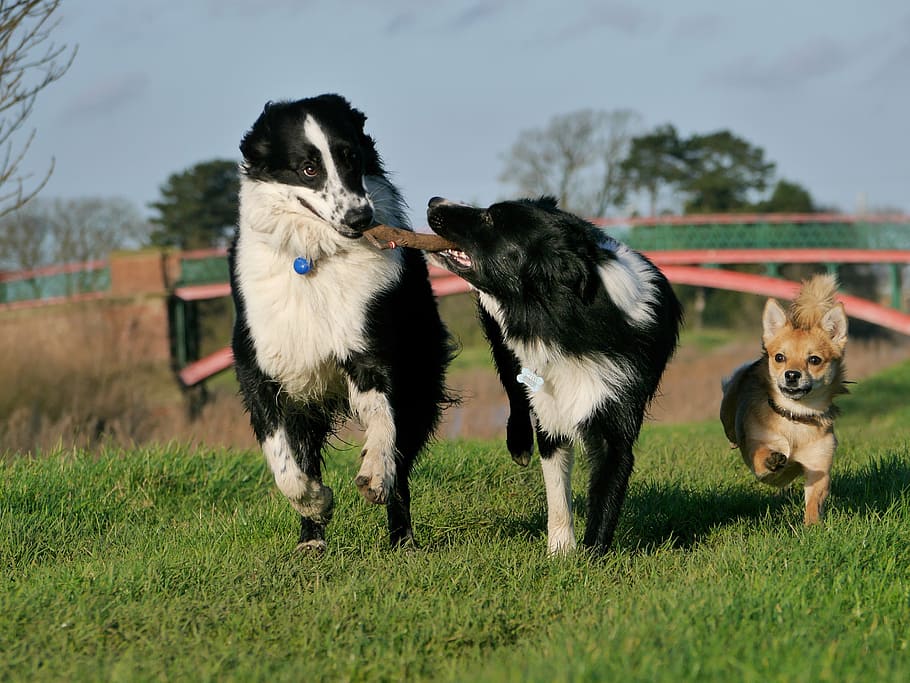 two, adult, black, white, border collies, brown, chihuahua, playing, green, grass lawn