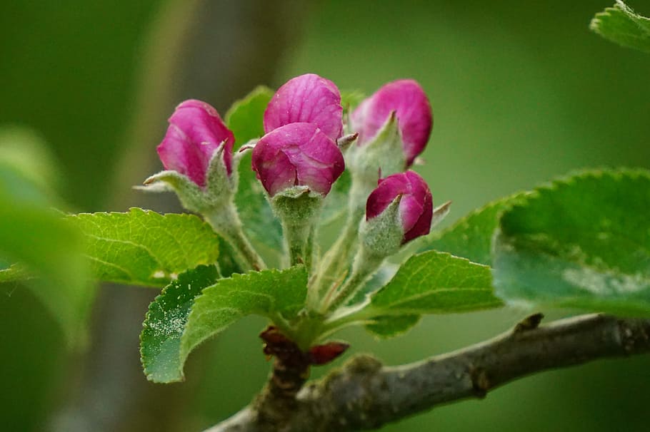 flower buds, apple tree blossom, spring, plant, plant part, leaf, flower, flowering plant, freshness, nature