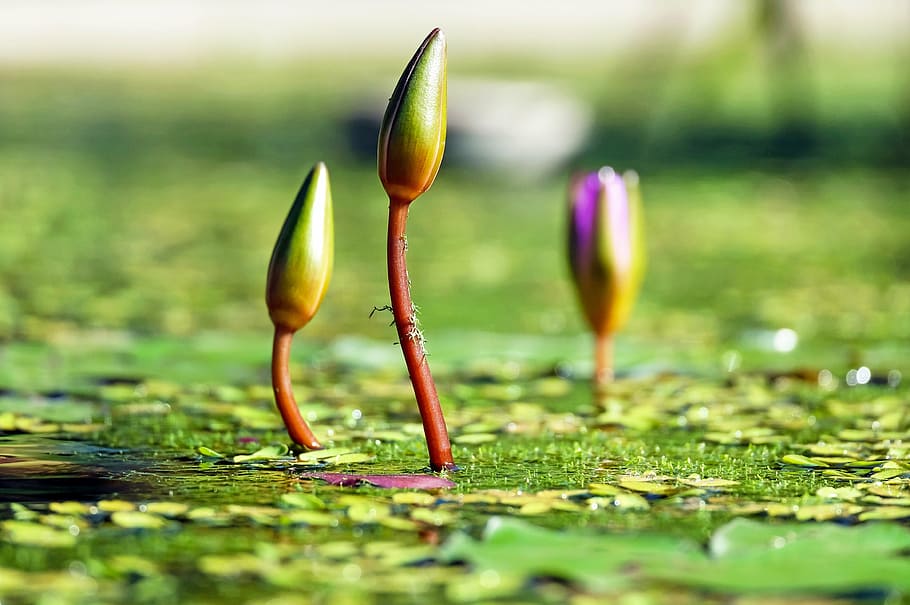 depth, field photograph, water lilies, bud, pond, green, water, botany, nature, growth