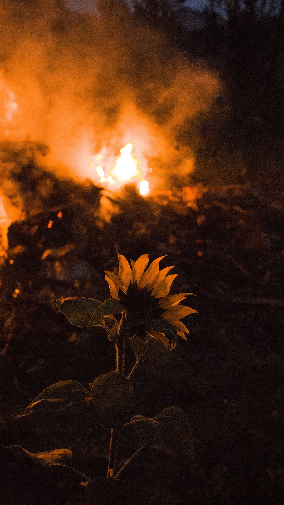 nature, flower, plant, fire, orange, sunflower, the stake, smoke, close-up, fragility
