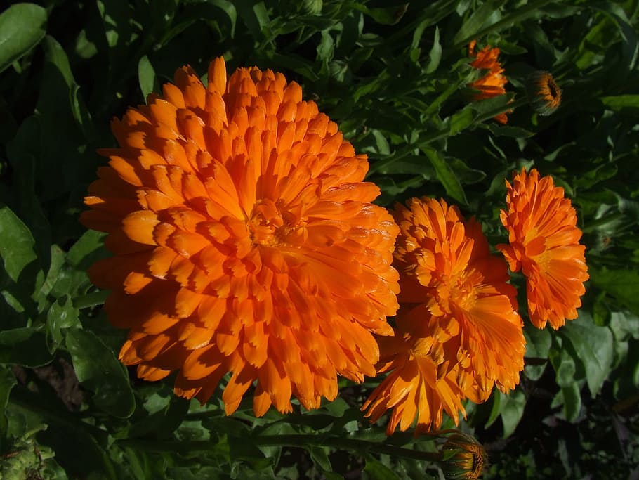 Flower, Marigold, Calendula, Orange, blossom, bloom, nature, yellow, plant, petal
