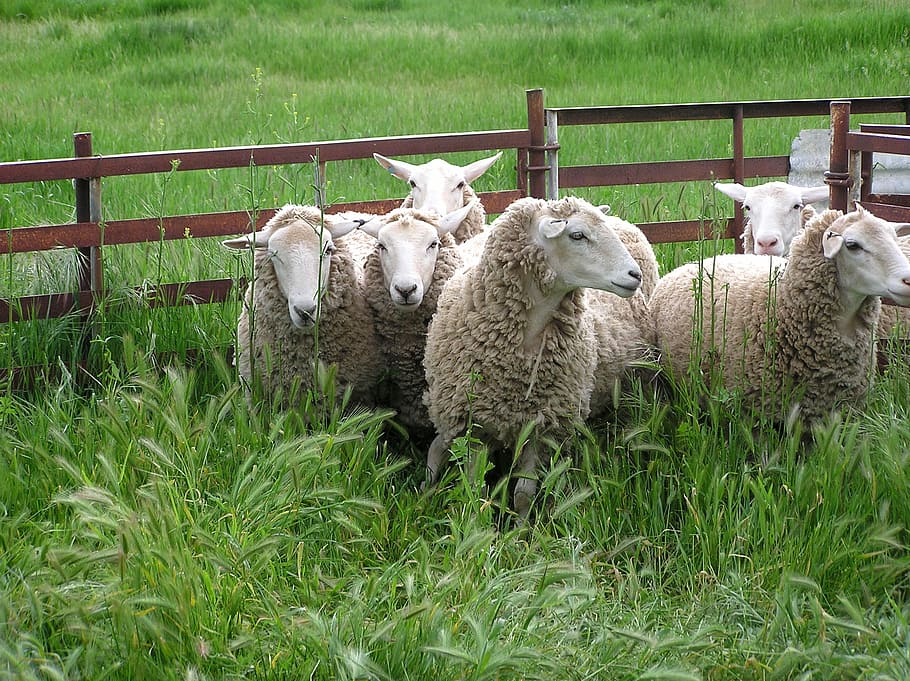 Sheep, Pen, farm, agriculture, grass, livestock, rural Scene, animal, nature, pasture