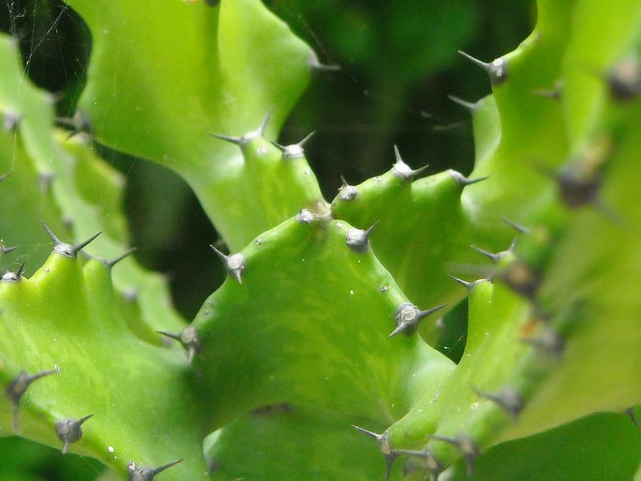 cactus, espina, plantas, verde, color verde, planta, crecimiento, sin gente, primer plano, planta suculenta