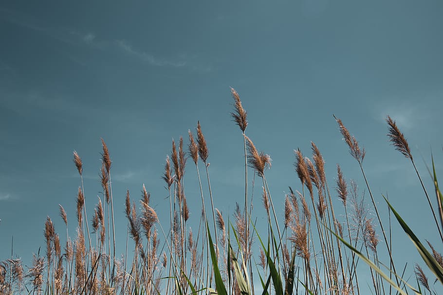 tall, reed, field, green, cattails, grass, reeds, swamp, nature, marsh