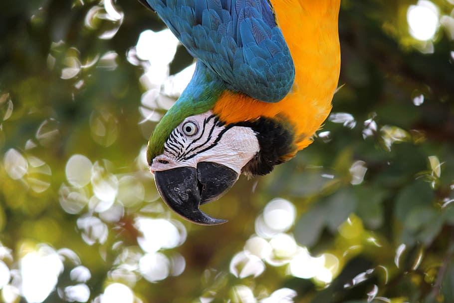 closeup, yellow-blue macaw, macaw, ave, jungle, parrot, animal, tropical bird, bird, nature