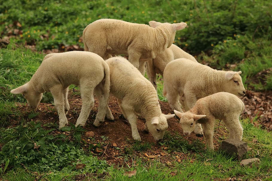 domba, hewan, imut, schäfchen, wol, dunia binatang, bulu, manis, paskah, domba muda