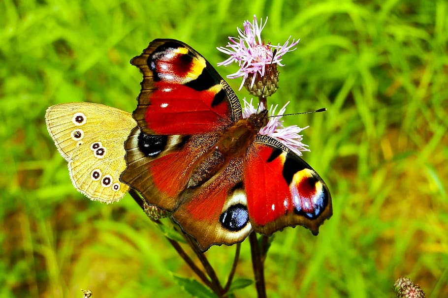selectivo, foto de enfoque, mariposa de pavo real, encaramado, flor, día de la mariposa, insecto, naturaleza, animales, verano