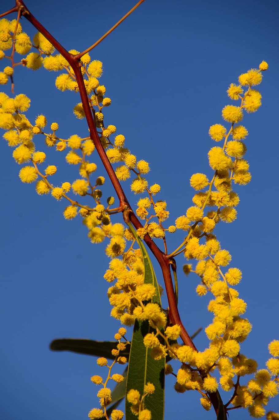 acacia, wattle, flowers, yellow, australian native, many, blue sky, sky, plant, growth